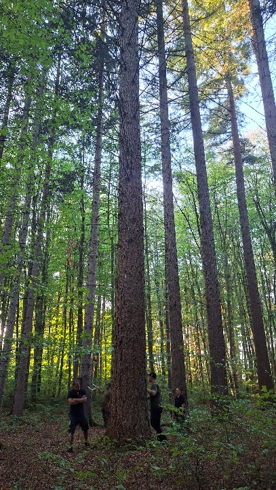 Baum1.png