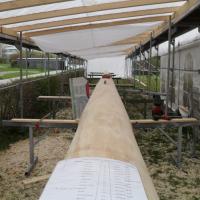 Arbeiten am Baum & Wachen