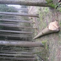 Maibaum Scheppsen