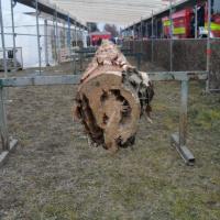 Transport und Ankunft