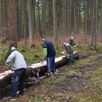 Baum scheppsen 15.02.2020