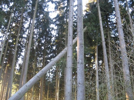 (Mai)Baum fällt